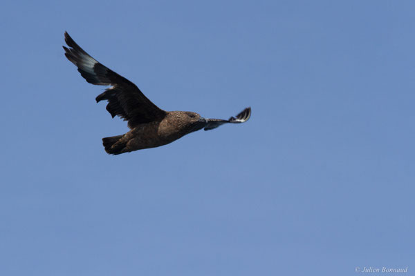 Grand Labbe — Stercorarius skua (Brünnich, 1764), (Saint-Jean-de-Luz (64), France, le 17/10/2020)