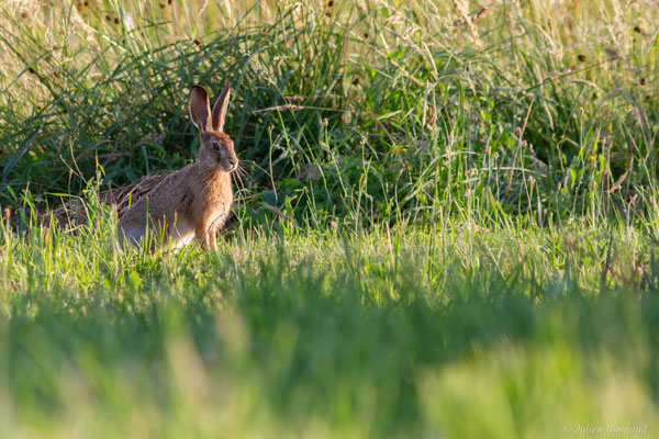 Lièvre d'Europe — Lepus europaeus Pallas, 1778, (Arnos (64), France, le 26/06/2025)