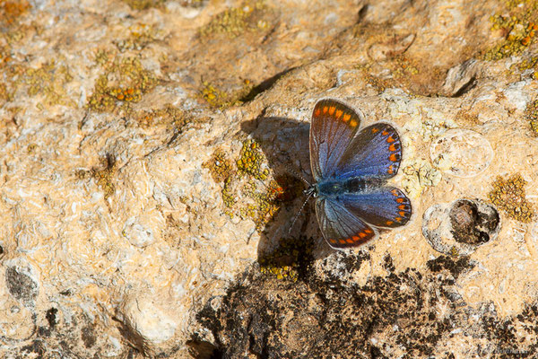 Azuré bleu du Maghreb — Polyommatus celina (Austaut, 1879), (Oualidia (Casablanca-Settat), Maroc, le 22/01/2023)