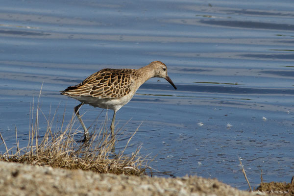 Combattant varié — Calidris pugnax (Linnaeus, 1758)