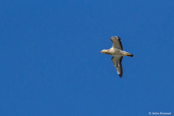 Œdicnème criard — Burhinus oedicnemus (Linnaeus, 1758), (Parc écologique Plaiaundi, Irun, Espagne, le 12/12/2021)