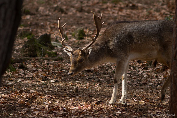 Daim européen – Dama dama (Linnaeus, 1758), (Parc faunistique Lacuniacha, Huesca, Espagne, le 09/02/2020)