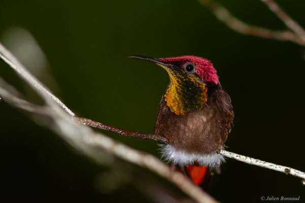 Colibri rubis-topaze — Chrysolampis mosquitus (Linnaeus, 1758)