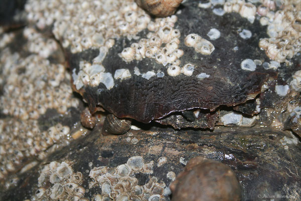 Tortue imbriquée — Eretmochelys imbricata (Linnaeus, 1766), (détail des écailles) (Plage des Salines, Remire-Montjoly, Guyane, le 22/06/2015)