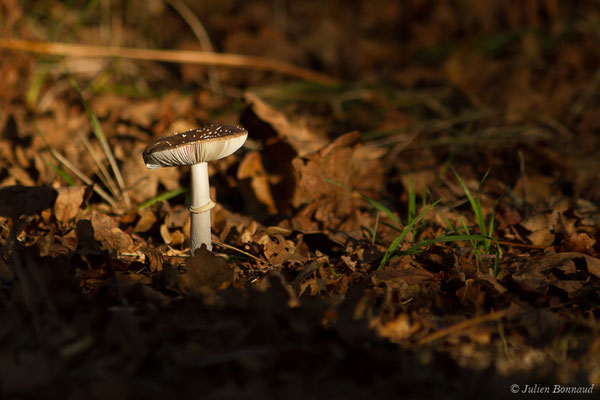 Amanite panthère (Amanita pantherina) (Parbayse (64), France, le 18/10/2020)