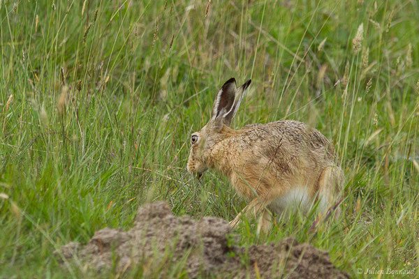 Lièvre d'Europe — Lepus europaeus Pallas, 1778, (Monségur (40), France, le 23/05/2019)