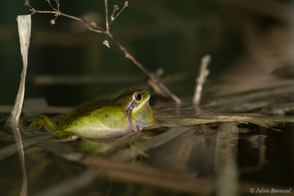 Rainette méridionale — Hyla meridionalis Böttger, 1874