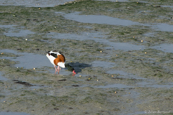 Tadorne de Belon — Tadorna tadorna (Linnaeus, 1758), (Baie de Saint-Brieuc, Hillion (22), France, le 24/11/2017)
