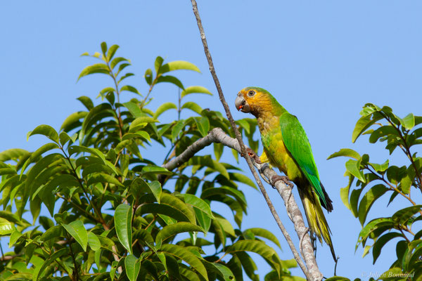 Conure cuivrée — Eupsittula pertinax (Linnaeus, 1758), (Centre Spacial Guyanais, Kourou, Guyane, le 20/04/2017)