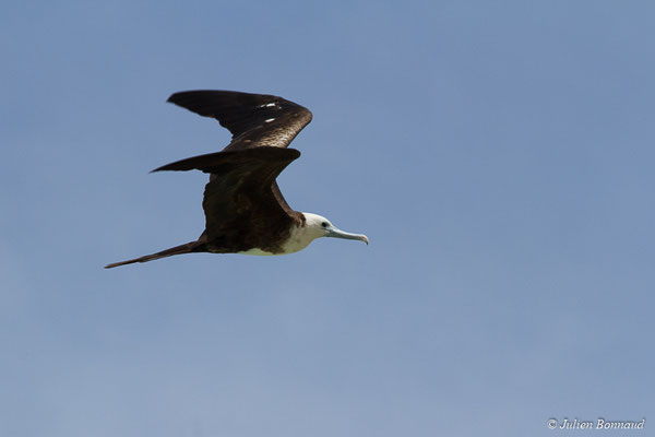 Frégate superbe — Fregata magnificens Mathews, 1914, (Saint-Anne, Guadeloupe, le 15/05/2016)