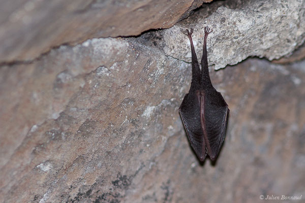 Petit rhinolophe – Rhinolophus hipposideros (Borkhausen, 1797), (Fort du Portalet, Etsaut (64), France, le 16/04/2021)