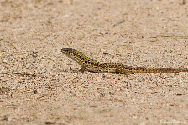 Lézard sicilien, Lézard des ruines — Podarcis siculus (Rafinesque-Schmaltz, 1810), (mâle adulte) (Poticcio (2A), France, le 01/09/2019)