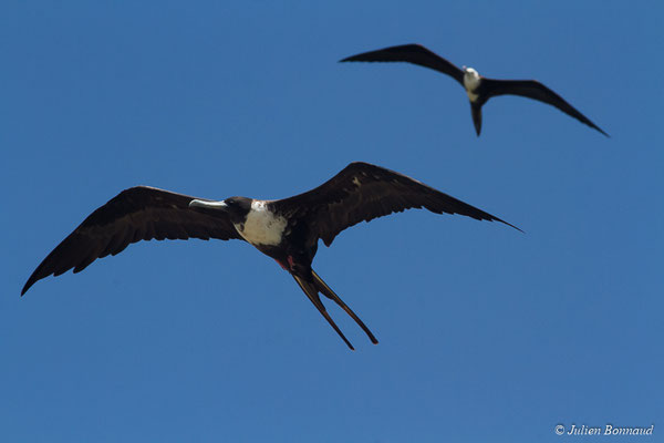 Frégate superbe — Fregata magnificens Mathews, 1914, (Saint-Anne, Guadeloupe, le 15/05/2016)