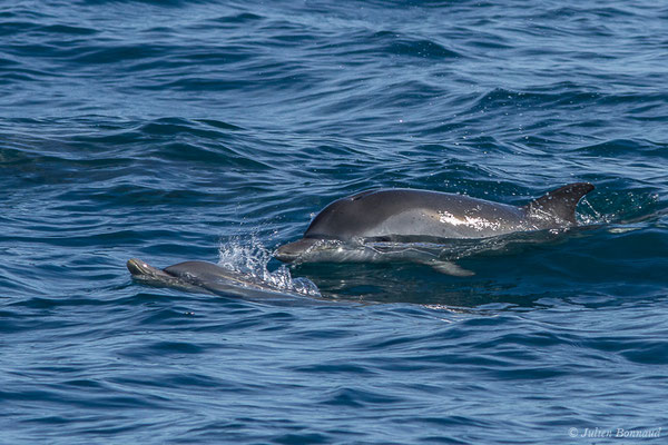 Dauphin bleu et blanc – Stenella coeruleoalba (Meyen, 1833), (Saint-Jean-de-Luz (64), France, le 17/10/2020)