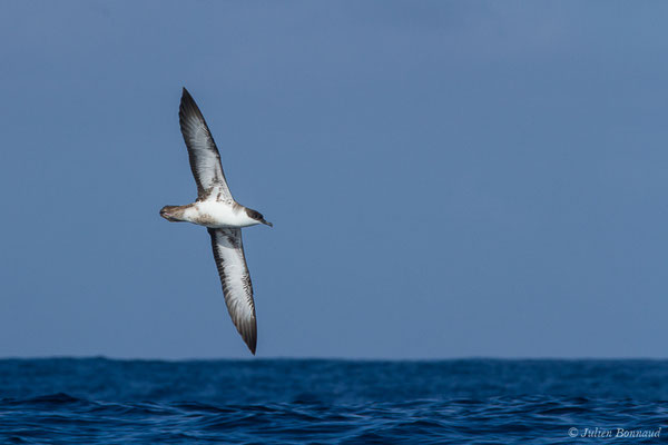 Puffin majeur – Ardenna gravis (O'Reilly, 1818), (Saint-Jean-de-Luz (64), France, le 05/10/2019)