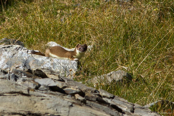 Hermine – Mustela erminea Linnaeus, 1758, (Lac d'Anglas, Gourette (64), France, le 30/09/2018)