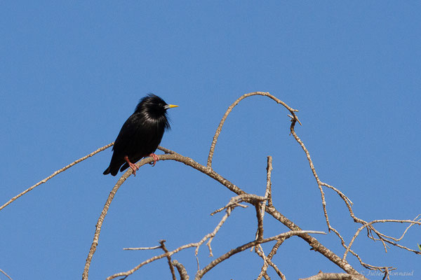 Étourneau unicolore — Sturnus unicolor Temminck, 1820, (Parc national de Souss-Massa, Sidi Binzarne, Maroc, le 02/02/2023)