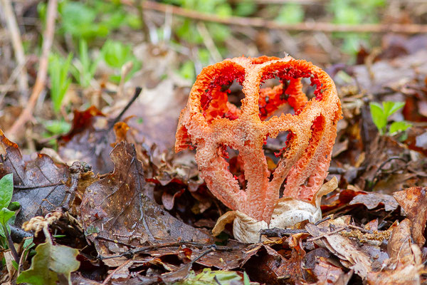 Clathre rouge — Clathrus ruber P.Micheli ex Pers., 1801, (Seilhan (31), France, le 16/05/2024)