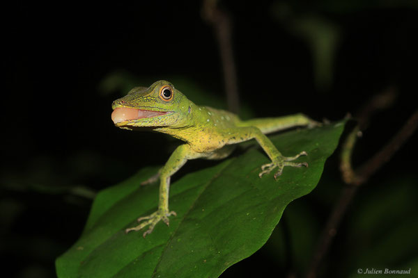 Anolis ponctué — Dactyloa punctata (Daudin, 1802), (adulte), (Crique Gervais, Saint-Laurent-Du-Maroni, Guyane, le 17/03/2016)
