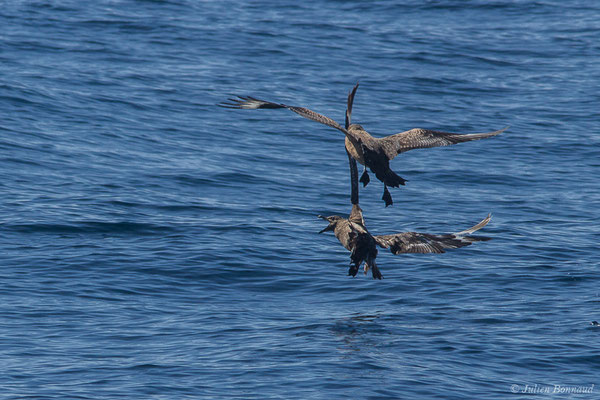 Grand Labbe – Stercorarius skua (Brünnich, 1764), (Saint-Jean-de-Luz (64), France, le 05/10/2019)