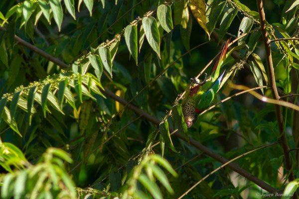 Conure versicolore — Pyrrhura picta (Statius Müller, 1776), (Concession "Elysée", Guyane, le 24/09/2016)