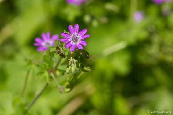 Géranium des Pyrénées — Geranium pyrenaicum Burm.f., 1759, (Laruns (64), France, le 20/05/2019)