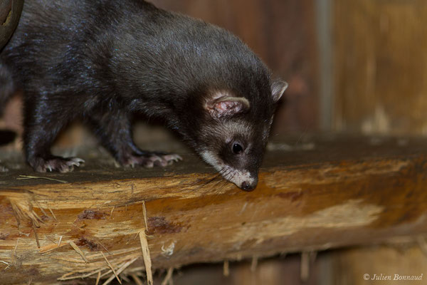 Putois d'Europe — Mustela putorius Linnaeus, 1758, (juvénile) (Par animalier des Pyrénées, Argelès-Gazost (65), France, le 30/05/2021)