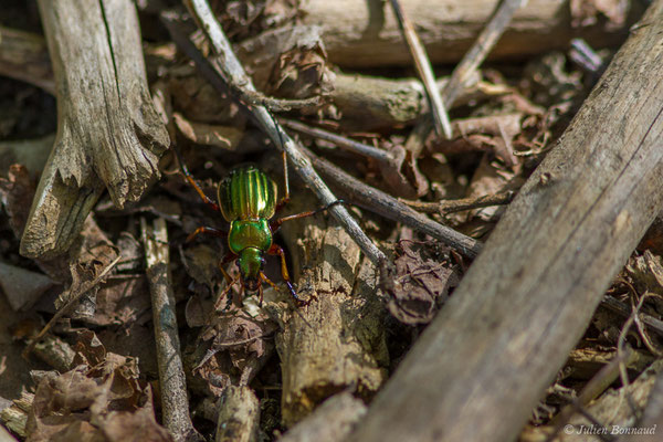 Carabe doré (Carabus auratus) (Arlos (31), France, le 20/04/2018)