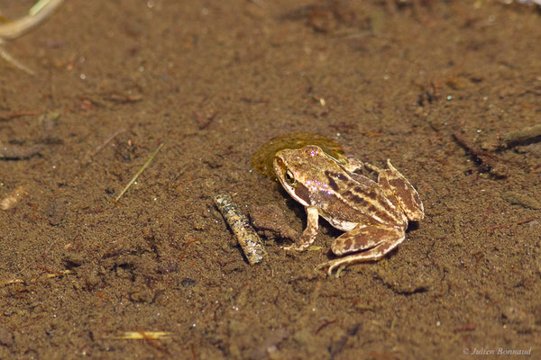 Grenouille rousse — Rana temporaria Linnaeus, 1758