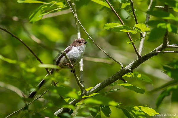 Orite à longue queue — Aegithalos caudatus (Linnaeus, 1758), (juvénile), (Ustaritz (64), France, le 22/05/2019)