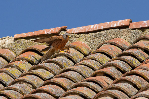 Faucon crécerellette — Falco naumanni Fleischer, JG, 1818, (Fuentes de Nava, Palencia (Castille-et-León), Espagne, le 05/07/2022)