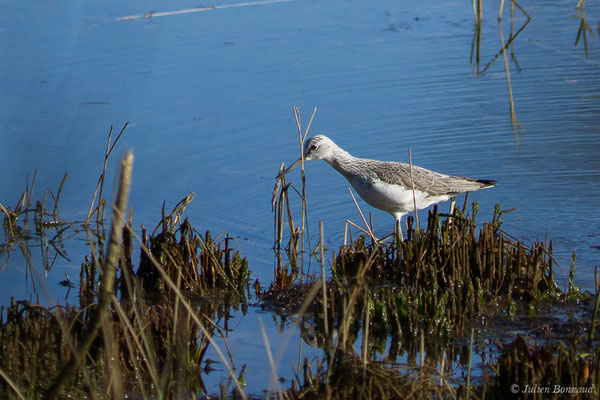 Chevalier aboyeur — Tringa nebularia (Gunnerus, 1767), (adulte en plumage internuptial) (Parc écologique Plaiaundi, Irun, Espagne, le 20/12/2020)