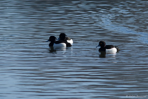 Fuligule morillon — Aythya fuligula (Linnaeus, 1758), (mâles en plumage nuptial) (Saligue d'Artix (64), France, le 05/01/2019)
