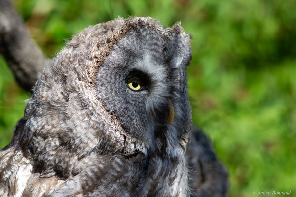 Chouette lapone — Chouette laponne — Strix nebulosa Forster, 1772, (animal captif)