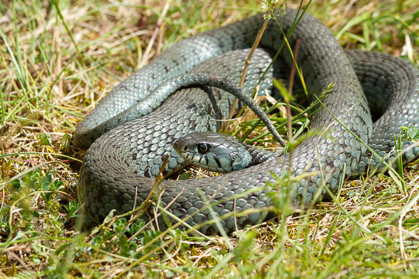 Couleuvre helvétique — Natrix helvetica (Lacepède, 1789)