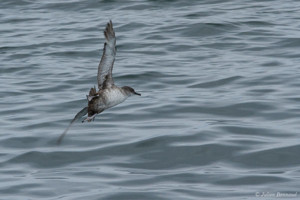 Puffin des Baléares – Puffinus mauretanicus Lowe, 1921, (Baie de Quiberon, Locmariaquer (56), France, le 09/07/2021)