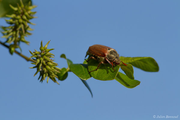 hanneton commun (Melontha melolontha) (Ger (64), France, le 18/04/2018)