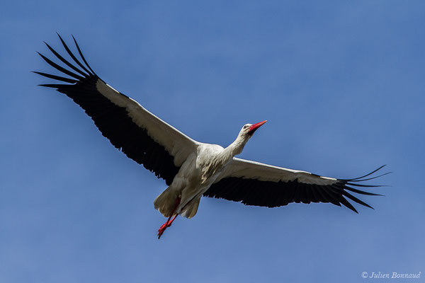 Cigogne blanche — Ciconia ciconia (Linnaeus, 1758), (réserve ornithologique du Teich (33), France, le 15/02/2021)