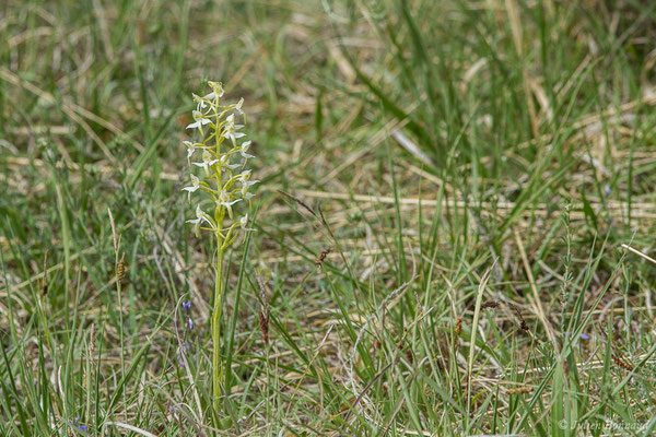 Platanthère à fleurs verdâtres — Platanthera chlorantha (Custer) Rchb., 1828