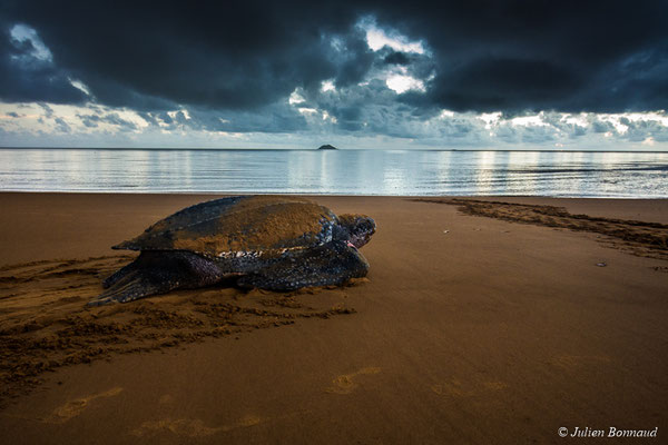 Tortue luth — Dermochelys coriacea (Vandelli, 1761)