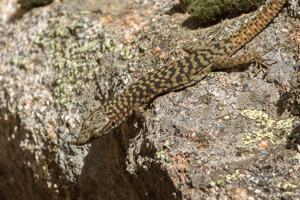 Lézard de Bedriaga — Archaeolacerta bedriagae (Camerano, 1885)