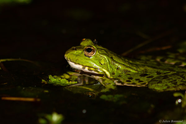 Grenouille de Graf — Pelophylax kl. grafi (Crochet, Dubois, Ohler & Tunner, 1995)