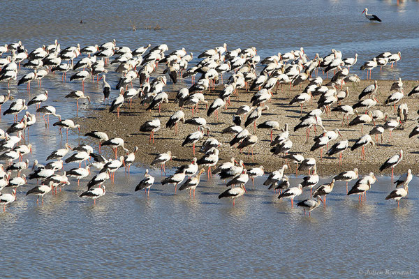 Cigogne blanche — Ciconia ciconia (Linnaeus, 1758), (Tétouan (Tanger-Tétouan-Al Hoceïma), Maroc, le 27/09/2023)