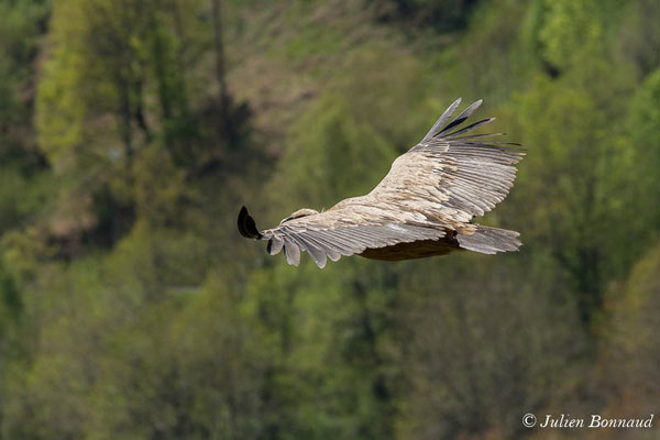 Vautour fauve — Gyps fulvus (Hablizl, 1783), (Etsaut (64), France, le 23/04/2021)