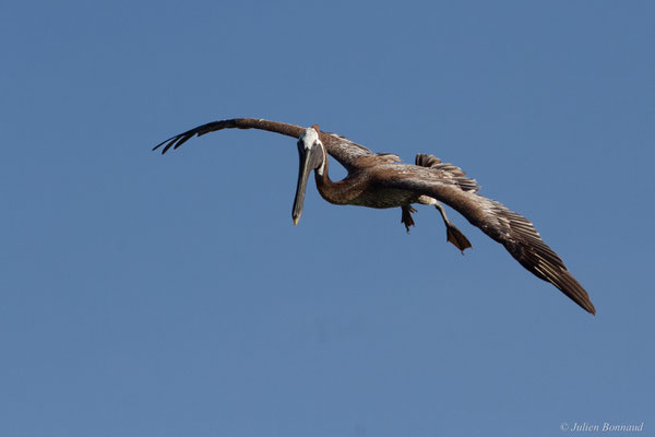 Pélican brun — Pelecanus occidentalis Linnaeus, 1766, (Saint-Anne, Guadeloupe, le 15/05/2016)