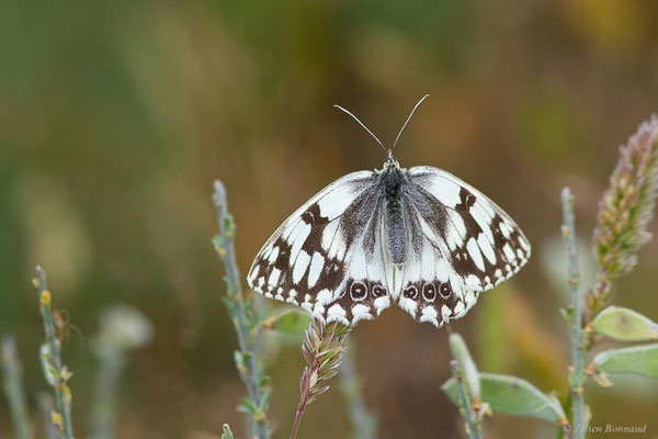 Échiquier ibérique — Melanargia lachesis (Hübner, 1790), (Parc naturel du lac de Sanabria (Zamora), Espagne, le 06/07/2022)