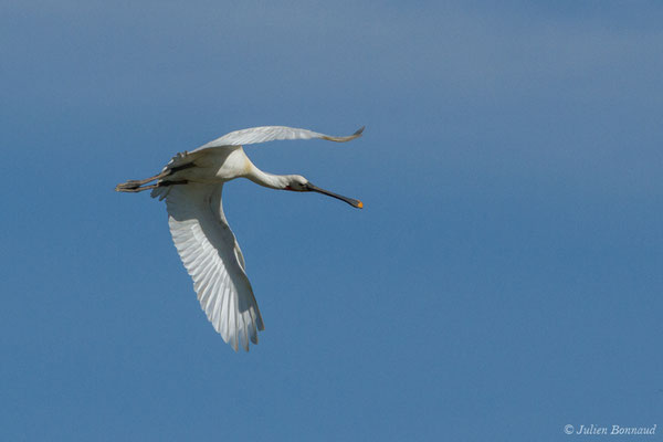 Spatule blanche — Platalea leucorodia Linnaeus, 1758, (adulte) (Anglade (33), France, le 20/06/2018)