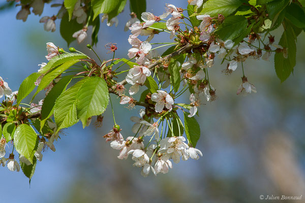 Merisier vrai — Prunus avium (L.) L., 1755, (Hontanx (40), France, le 14/04/2020)