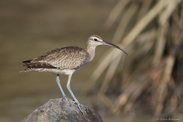 Courlis corlieu — Numenius phaeopus (Linnaeus, 1758), (Dégrad des Cannes, Remire-Montjoly, Guyane, le 08/11/2015)