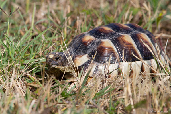 Tortue marginée — Testudo marginata Schoepff, 1793, (juvénile), (animal captif)